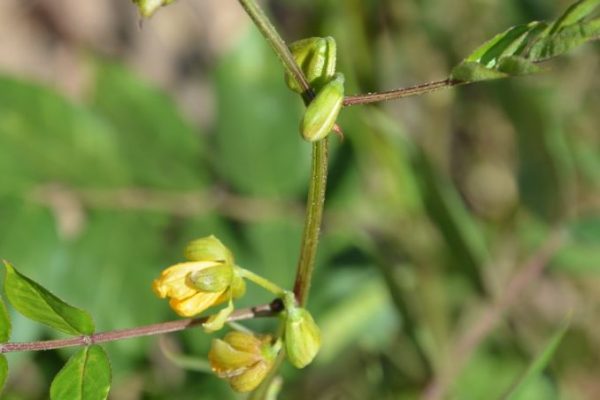Senna-occidentalis_01-1-rotated