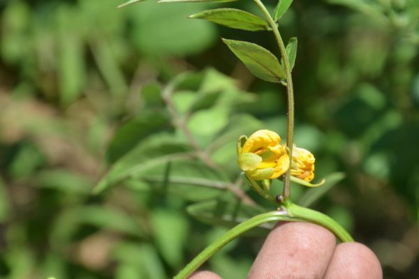 Senna-occidentalis_02