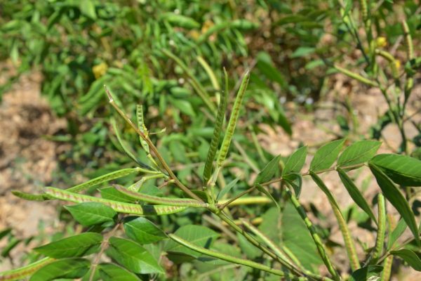 Senna-occidentalis_03