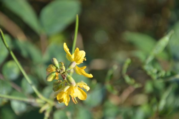 Senna-occidentalis_04