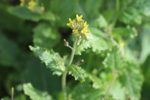 Sisymbrium-erysimoides_03