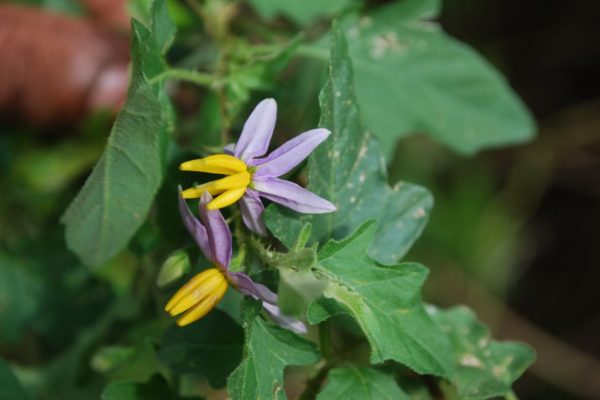 Solanum-Trilobatum_01