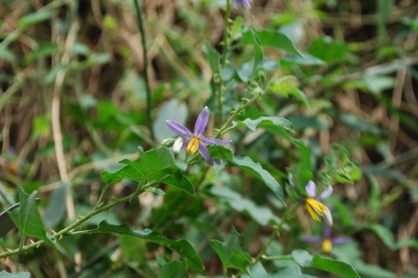 Solanum-Trilobatum_02