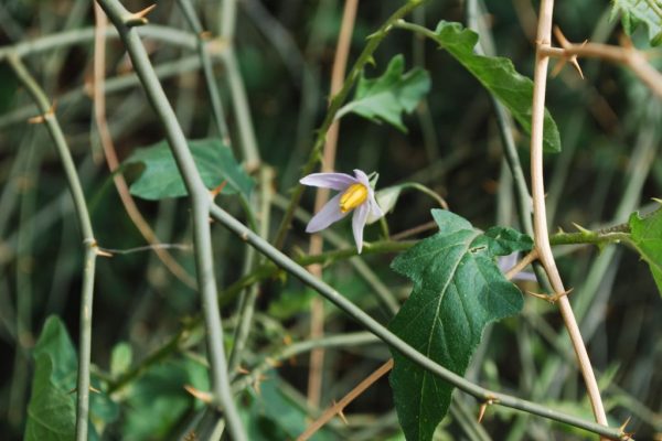 Solanum-Trilobatum_03