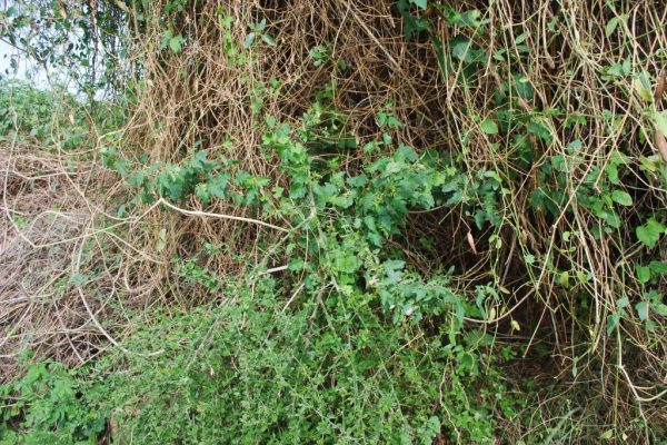 Solanum-Trilobatum_04
