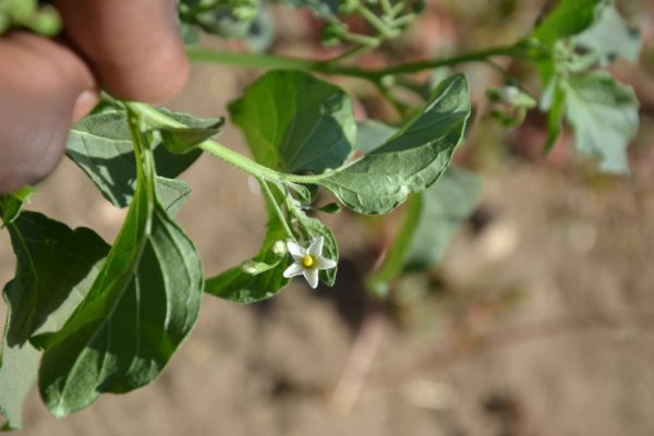 Solanum-nigrum_01-1