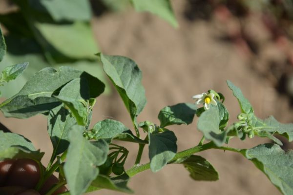 Solanum-nigrum_02-1