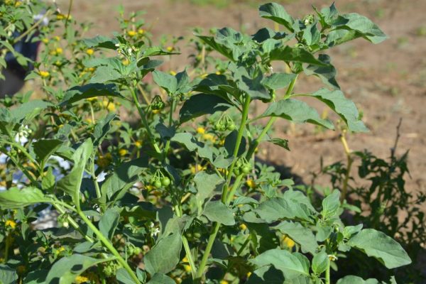 Solanum-nigrum_04-1
