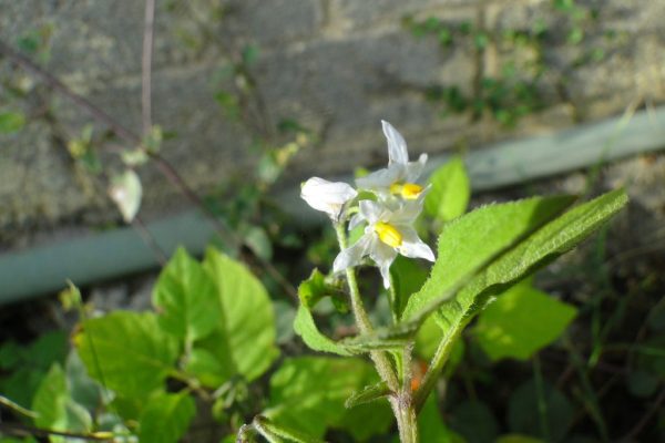 Solanum-villosum_01