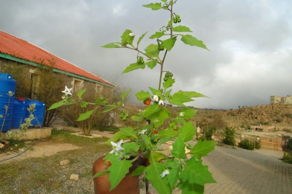 Solanum-villosum_03