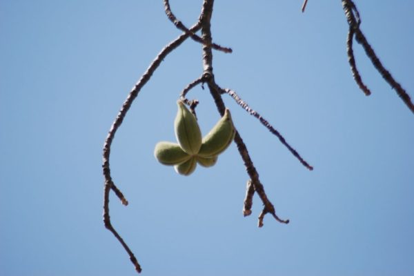 Sterculia-setigera_01-1