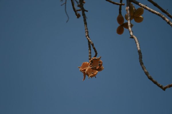 Sterculia-setigera_02