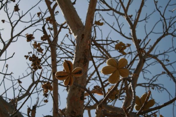 Sterculia-setigera_03