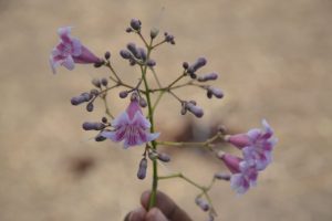 Stereospermum-kunthianum_01-1