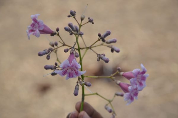 Stereospermum-kunthianum_01-1