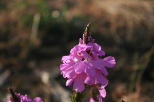Striga-hermonthica_01