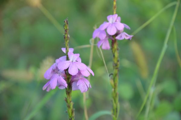 Striga-hermonthica_02