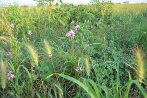 Striga-hermonthica_03
