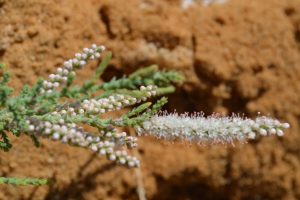 Tamarix-nilotica_01