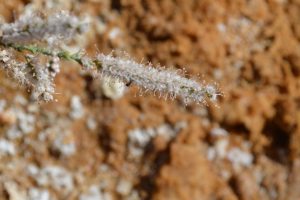 Tamarix-nilotica_02