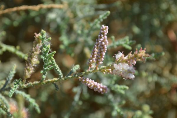 Tamarix-nilotica_03