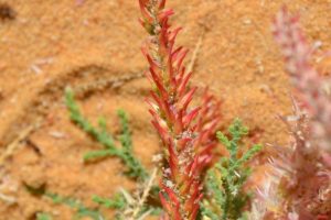 Tamarix-nilotica_04-rotated