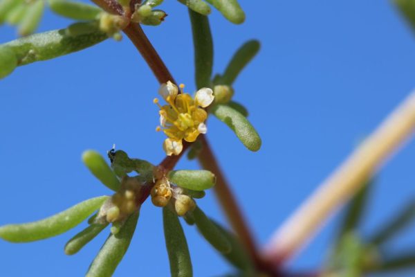 Tetraena-simplex_01