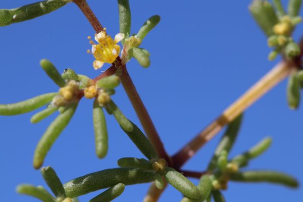 Tetraena-simplex_02