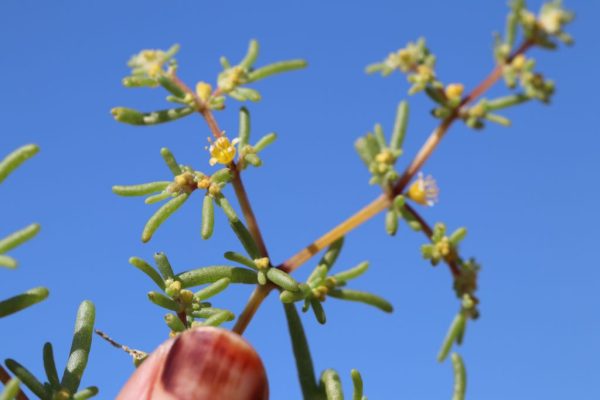 Tetraena-simplex_03