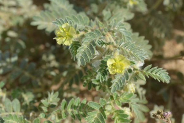 Tribulus-pentandrus_02