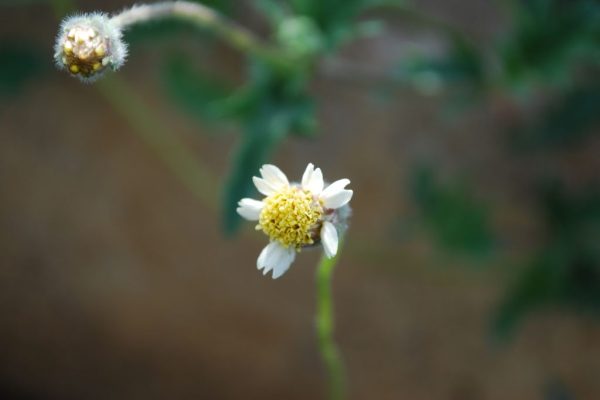 Tridax-procumbens_01