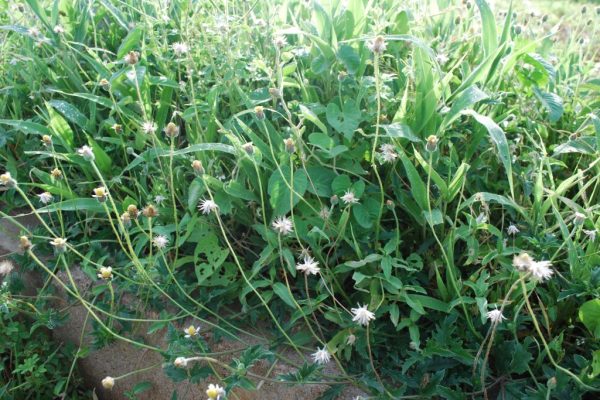 Tridax-procumbens_04