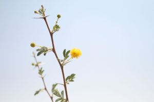 Vachellia-flava_01