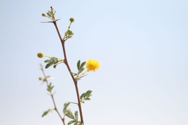 Vachellia-flava_01