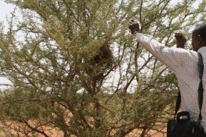Vachellia-flava_02-rotated