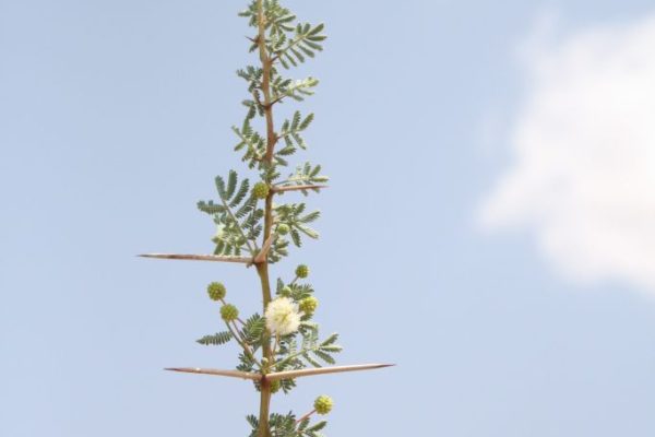 Vachellia-tortilis_01-rotated