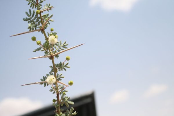 Vachellia-tortilis_02