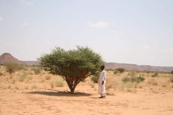 Vachellia-tortilis_03
