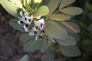 Vicia-faba_01