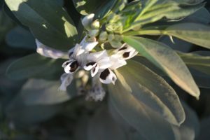 Vicia-faba_02