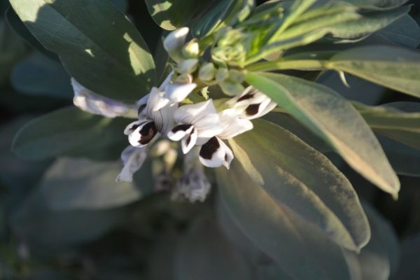 Vicia-faba_02