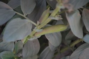 Vicia-faba_03