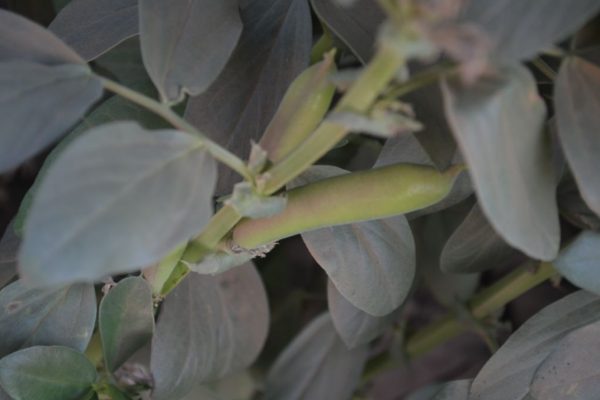 Vicia-faba_03
