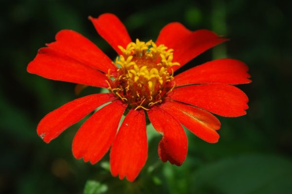 Zinnia-elegans_02-1