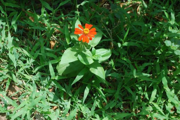 Zinnia-elegans_04-1