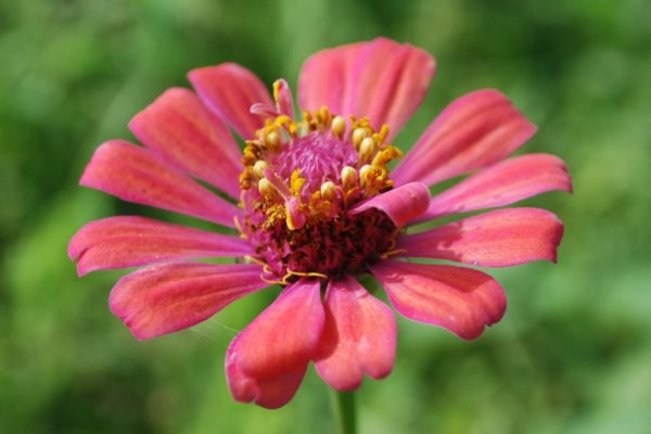 Zinnia-pumila_02