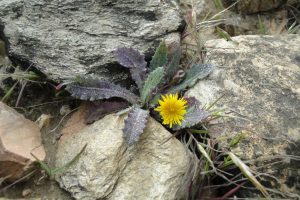 launaea-capitata_01