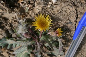 launaea-capitata_03