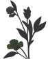 plants image shadow